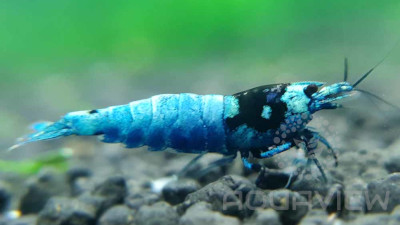 Tai Mosura Shadow shrimp